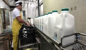 ACN leche producción tras apagón