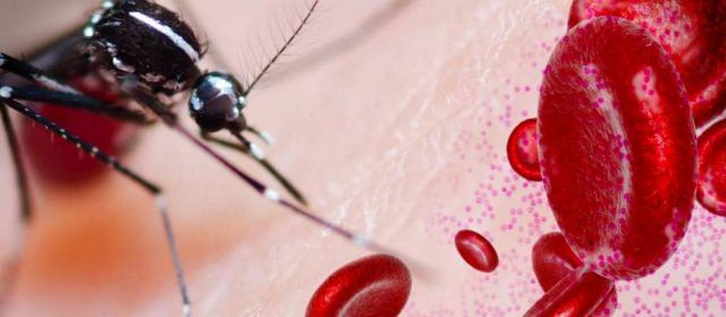 paludismo-mosquito-acn