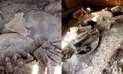 hallaron restos prehistoricos