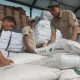 ACN- Productores de Carabobo recibieron 18,5 toneladas de fertilizantes