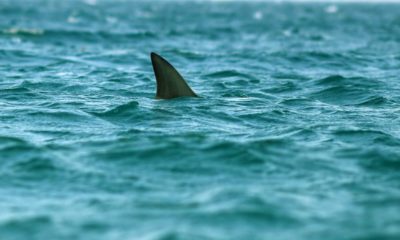 Adolescente fue mordida por un tiburón mientras surfeba en Florida