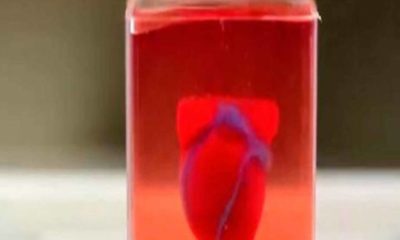 primer corazón impreso en 3D- acn