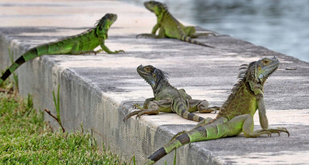 Florida alienta a los propietarios a matar iguanas verdes "en sus propiedades"