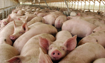 productores porcinos-acn