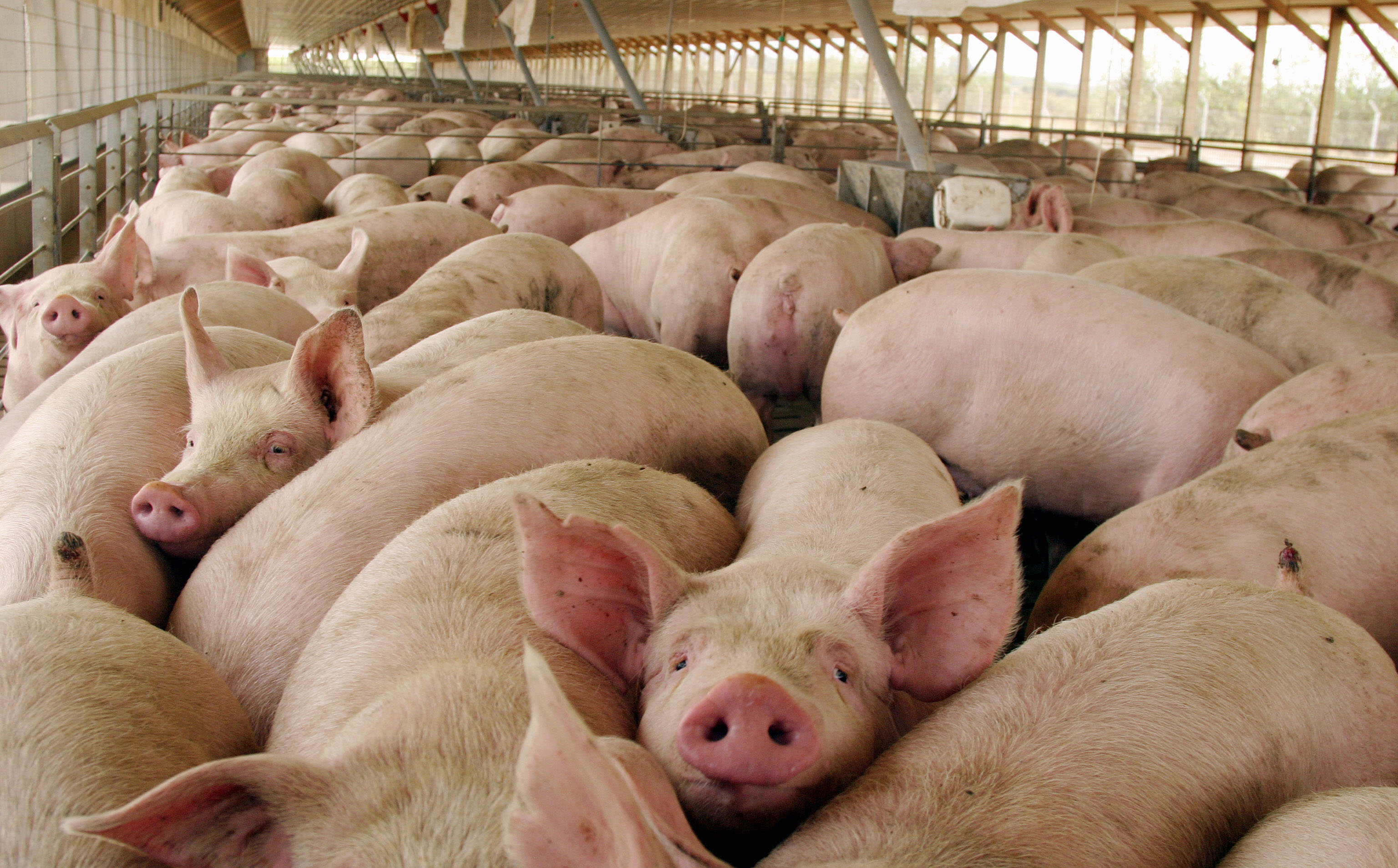 productores porcinos-acn