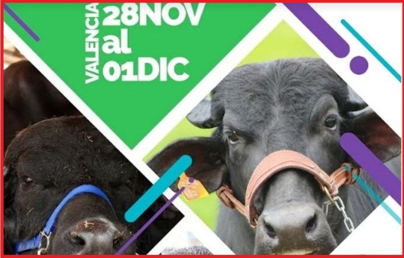 Gran Feria Nacional del Búfalo Carabobo - acn