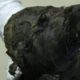 Siberia: Científicos perplejos por perro congelado de 18.000 años