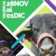 Feria Nacional del Búfalo contará con animales de alta genética - acn