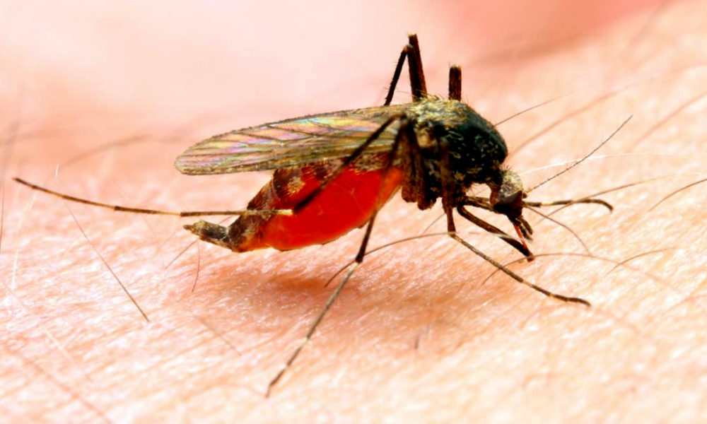 Casos de malaria en carabobo - ACN