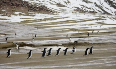 Cambio climático: Polo Sur alcanza record de alta temperatura