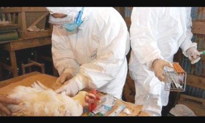 Detectan brote de Gripe Aviar H5N6 en Filipinas