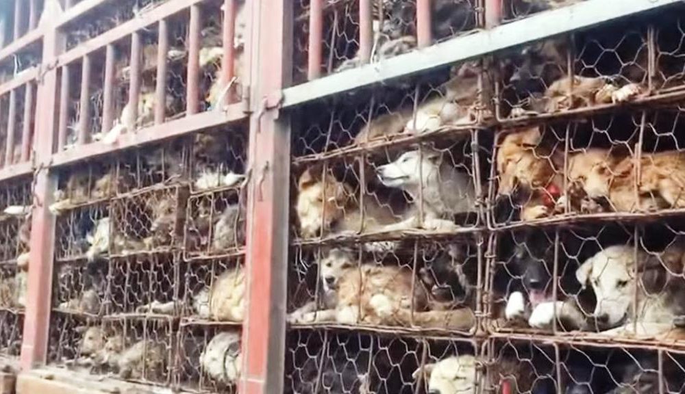 China prohibió comer perros y gatos - noticiasACN