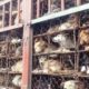 China prohibió comer perros y gatos - noticiasACN