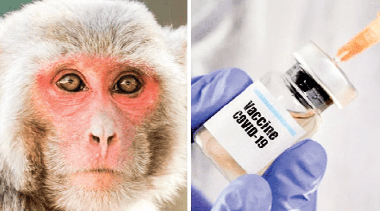 vacuna resulta exitosa en monos