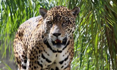 Detenido hombre por asesinar a jaguar - ACN