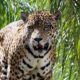 Detenido hombre por asesinar a jaguar - ACN