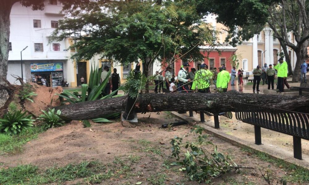 caída de árbol en Plaza Bolívar - ACN