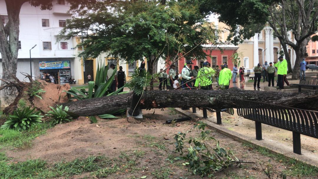 caída de árbol en Plaza Bolívar - ACN