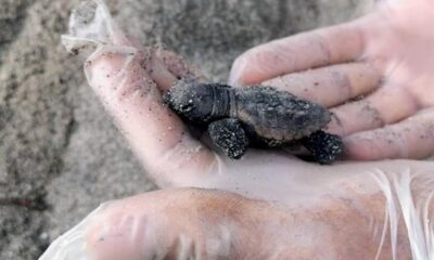 nacieron tortugas caretta caretta colombia- acn