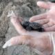nacieron tortugas caretta caretta colombia- acn