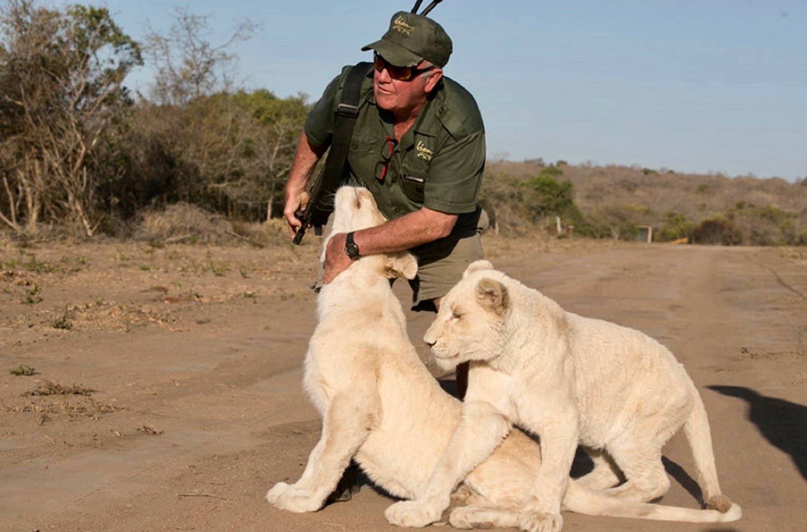 Conservacionista murió por ataque de sus dos leonas