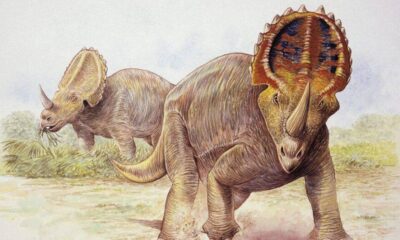 Descubren Cáncer Fósiles Dinosaurios - ACN