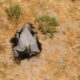 causa muertes elefantes en Botsuana - ACN