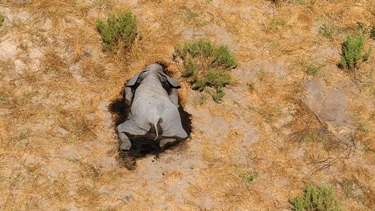 causa muertes elefantes en Botsuana - ACN