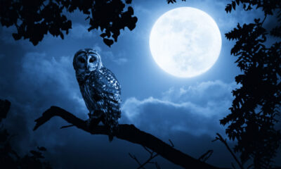 Este último de octubre prepárate para recibir la “Luna Llena de Halloween”
