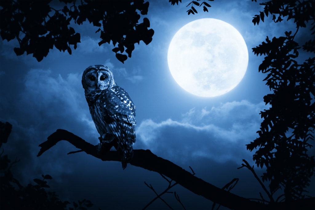Este último de octubre prepárate para recibir la “Luna Llena de Halloween”