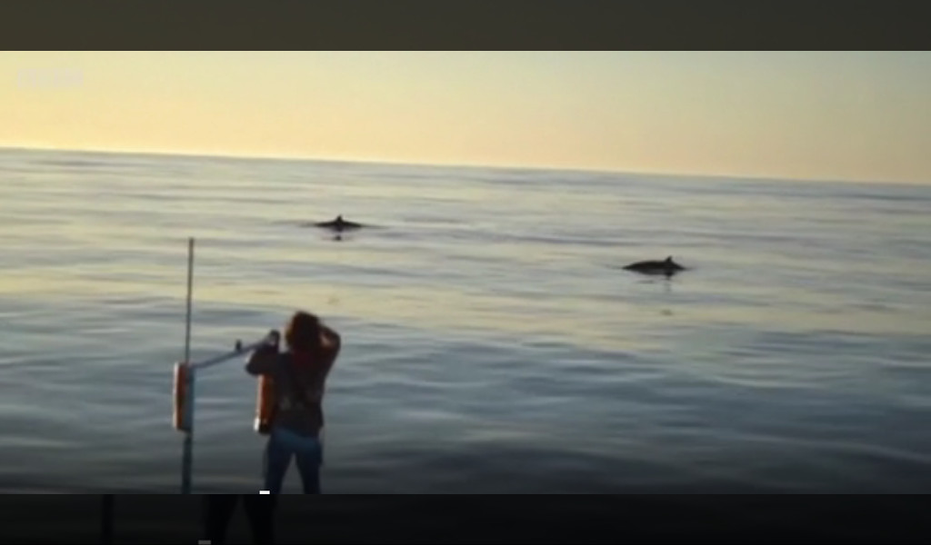 Descubren nueva especie de ballenas en la costa de México