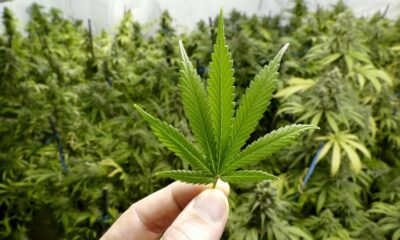 ONU reconoció propiedades medicinales del cannabis