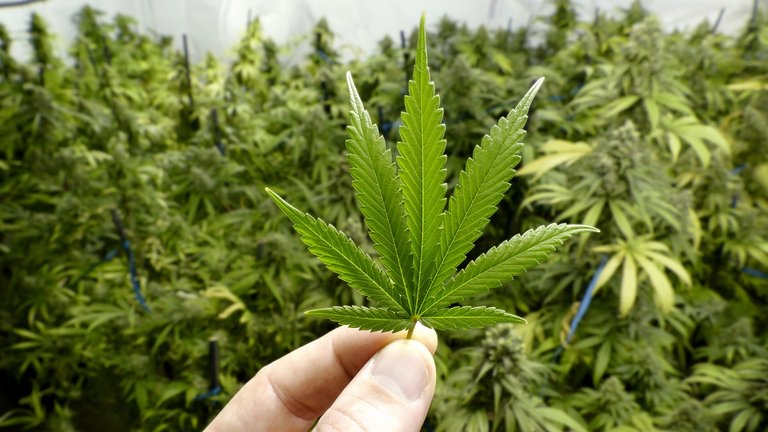 ONU reconoció propiedades medicinales del cannabis