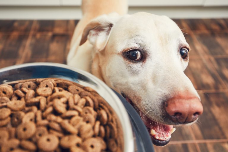 Alimentos dañinos para tu perro