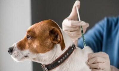 Vacunas contra Covid-19 para animales - ACN