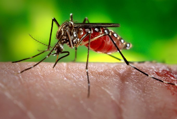 Alerta de brote de paludismo - noticiacn