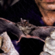 nuevos coronavirus murciélagos china- acn