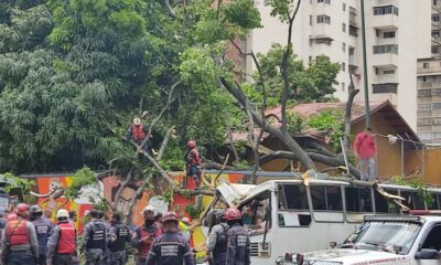 Tras caer un árbol sobre una unidad de transporte público que circulaba por la avenida México de Caracas éste viernes 2 de julio, se conoció de manera extraoficial que hubo un muerto- acn