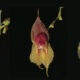 especies de orquídeas en Ecuador