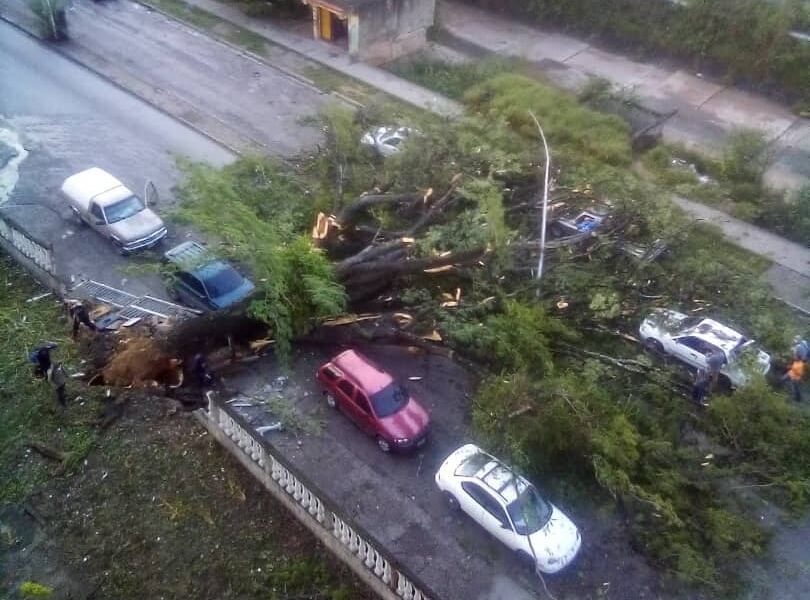 Caída de árbol en Guarenas - ACN