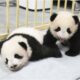 Nacen pandas gemelos en Tokio