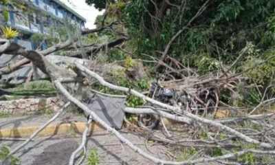Árbol cayó en Mérida