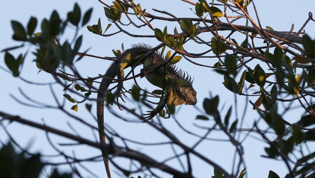 Ola de frío en Florida congela iguanas