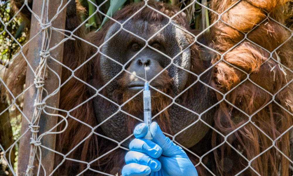 Zoológico en Chile vacuna a animales