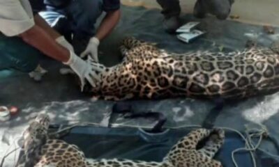 ejemplares jaguar rescatados- acn
