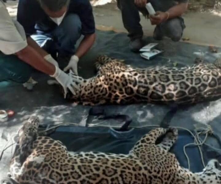 ejemplares jaguar rescatados- acn
