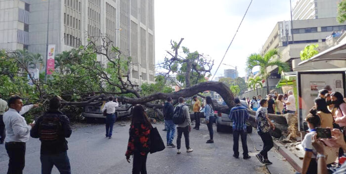 árbol caído en Chuao Baruta