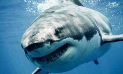 Tiburón blanco devoró a nadador - noticiacn