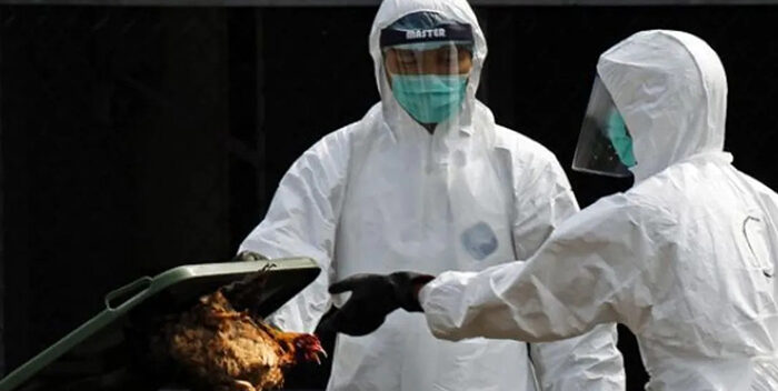 china-detecta-caso-gripe-aviar-acn