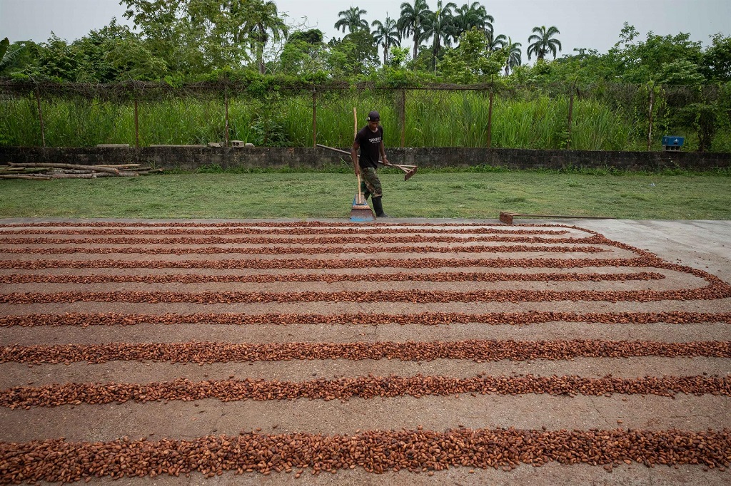 Cacaoteros buscan elevar producción - noticiacn